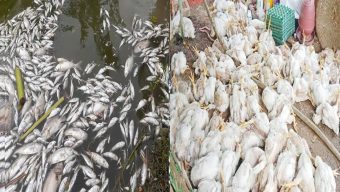 মাহবুবুর এন্ড আজিম এগ্রো ফার্ম”- এ সন্ত্রাসী হামলা, ভাংচুর, লুটপাট, ফিসারী ও মোরগের ফার্মে বিষ প্রয়োগ