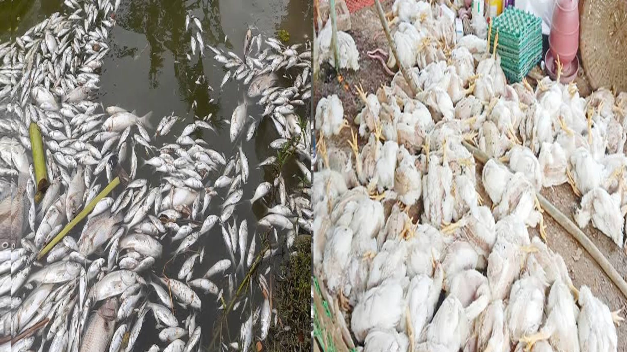 মাহবুবুর এন্ড আজিম এগ্রো ফার্ম”- এ সন্ত্রাসী হামলা, ভাংচুর, লুটপাট, ফিসারী ও মোরগের ফার্মে বিষ প্রয়োগ