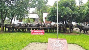 সিলেটে বিজিবি ওপর চোরাকারবারিদের হামলা