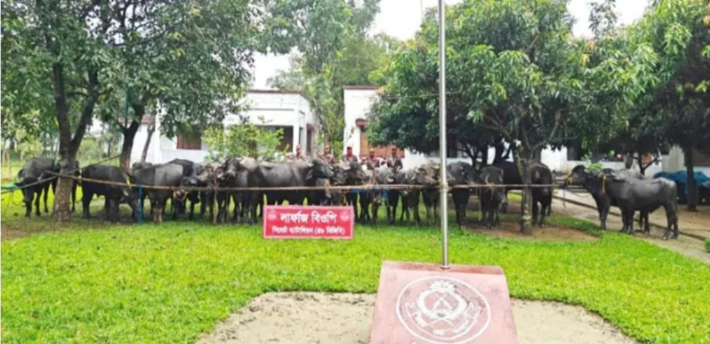 সিলেটে বিজিবি ওপর চোরাকারবারিদের হামলা