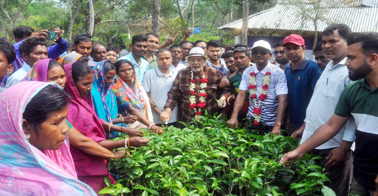 হিলুয়াছড়া ডিভিশনে ২০২৬ সালের ‘পাতা চয়ন’ উৎসবের শুভ উদ্বোধন