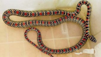 শ্রীমঙ্গলে স্বাস্থ্য কমপ্লেক্সের কোয়ার্টার থেকে ‘কালনাগিনী’ উ দ্ধা র