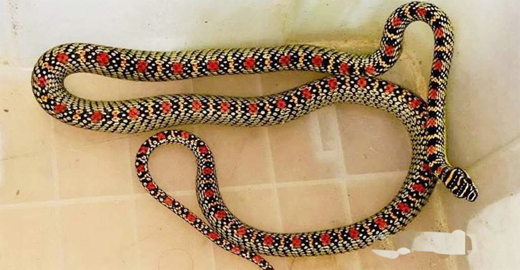 শ্রীমঙ্গলে স্বাস্থ্য কমপ্লেক্সের কোয়ার্টার থেকে ‘কালনাগিনী’ উ দ্ধা র